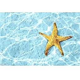 Kategori resimi Deniz Yıldızları