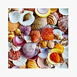 Kategori resimi Deniz Kabukları 30gr