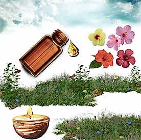 Resim Amber  Mum Koku Esansı 50 cc 