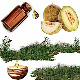 Resim Kavun  Mum Koku Esansı 50 cc