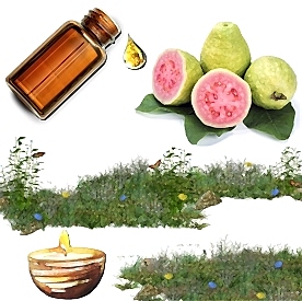 Resim Guayaba Karışık Meyve Mum Koku Esansı 50 cc