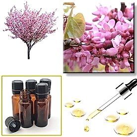 Resim Erguvan Mum Koku Esansı 250 cc “5 Adet 50 cc”