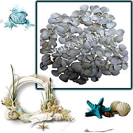 Resim Küçük Beyaz Midye Deniz Kabukları "30 gr''