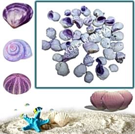 Resim Mercan Morlu (Cebu Beauty) Deniz Kabukları 30 gr
