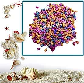 Resim Nassa Karışık Deniz Kabukları “30 gr"