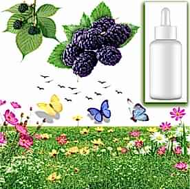 Resim Böğürtlen Sabun Koku Esansı 10 cc