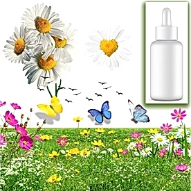 Resim Papatya Sabun Koku Esansı 10 cc