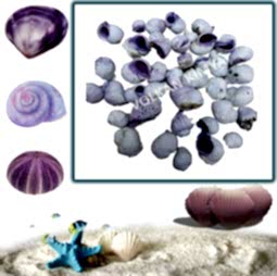 Kategori resimi Deniz Kabukları "1 Kg ve 500 gr"