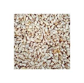 Resim Nassa Shell Kavrulmuş Beyaz Deniz Kabuklar ''30 gr''