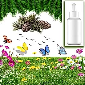 Resim Çam Kokusu Mum Koku Esansı 30 cc