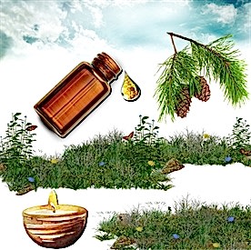 Resim Çam Kokusu Mum Koku Esansı 250 cc “5 Adet 50 cc”