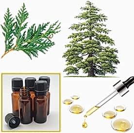 Resim Sedir Ağacı Mum Koku Esansı 250 cc “5 Adet 50 cc”