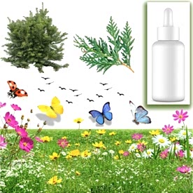 Resim Sedir Ağacı Mum Koku Esansı 30 cc