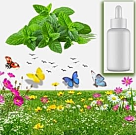 Resim Nane Mum Koku Esansı 30 cc