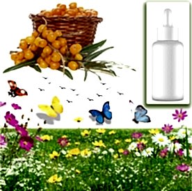 Resim İğde Mum Koku Esansı 30 cc