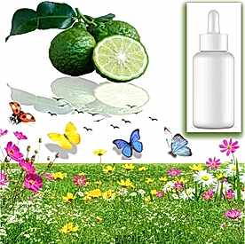 Resim Bergamot Mum Koku Esansı 30 cc