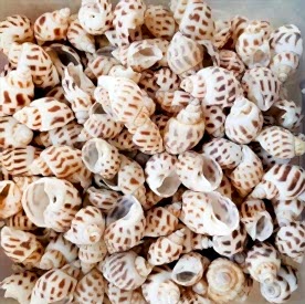 Resim Babylonia Areolata Deniz Kabukları 30 gr