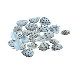 Resim Drupa Deniz Kabukları 30 gr